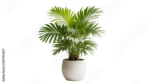 Areca palm plant in textured ceramic pot