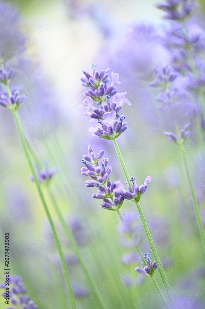 Fototapeta premium Soft-focus lavender flowers creating a beautiful summer background with gentle daylight.