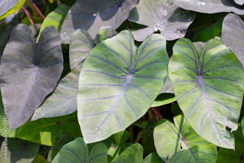 Close-up of Colocasia esculenta 'Madeira' leaves with green foliage and purple veins. Tropical ornamental plant ideal for botanical, horticultural and garden-related concepts.