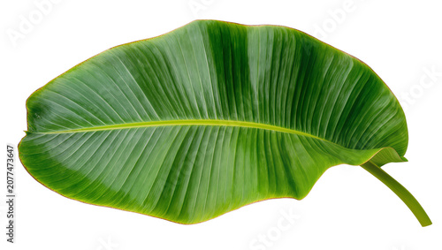 Tableau sur toile Large green banana leaf with prominent veins