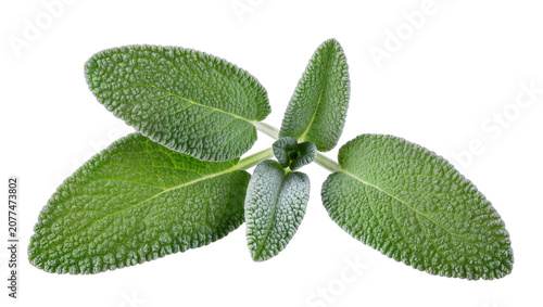 Tableau sur toile Fresh green sage leaves with textured surface