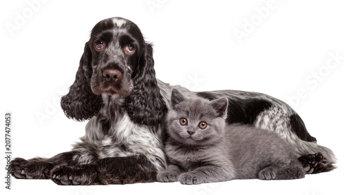 Foto English Cocker Spaniel dog and British Shorthair kitten resting together