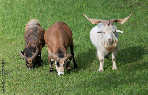 Three sheep with long horns are standing side by side in a pasture.