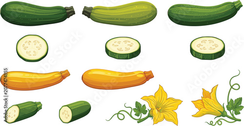 Schilderij op canvas Fresh zucchini and yellow squash vector illustration set featuring whole green m