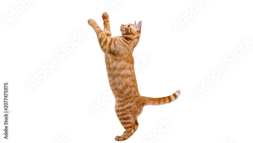 Billede på lærred Orange tabby cat standing on hind legs reaching up
