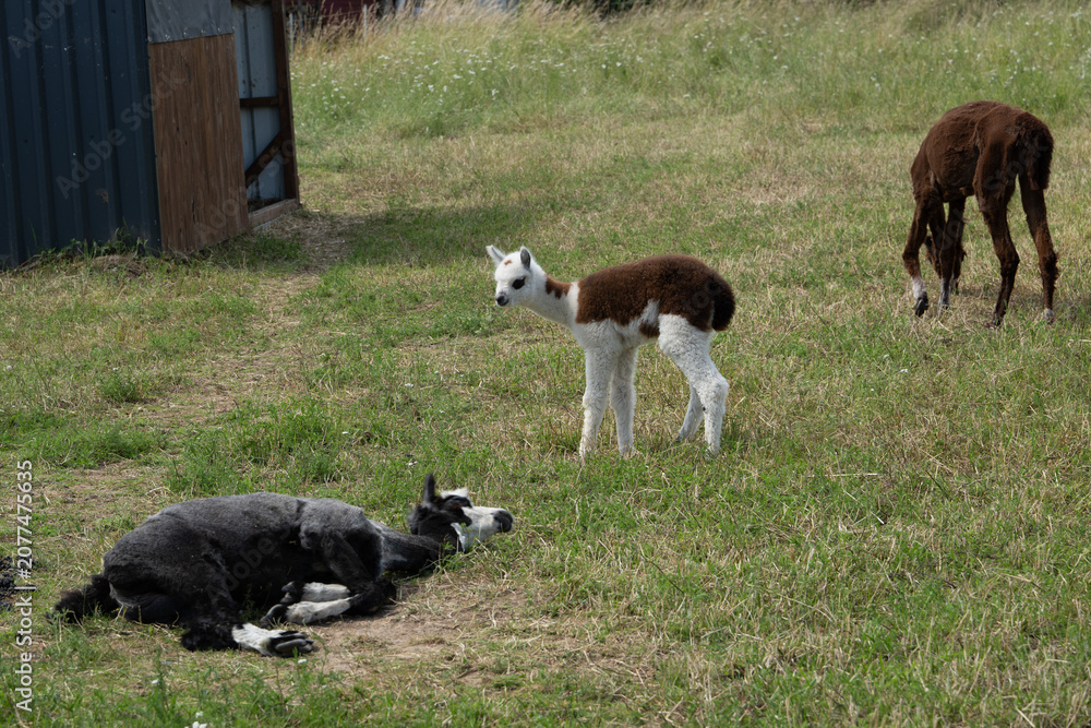 Fototapeta premium alpaka tier natur lama familie
