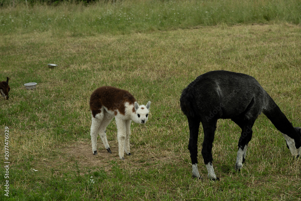 Fototapeta premium alpaka tier natur lama familie