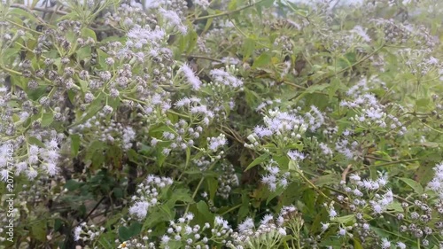 Close-up video of delicate white wildflowers blooming in a lush green meadow. Gentle camera movement captures the beauty of native flowering plants in a natural outdoor environment, ideal for themes o