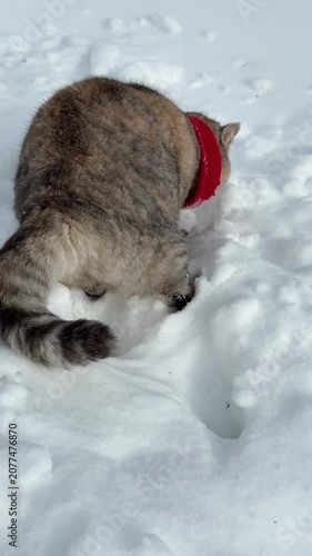 Cat walking in the snow at winter, vertical video.