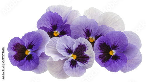 Purple and lavender pansy flowers with dark centers and yellow pistils
