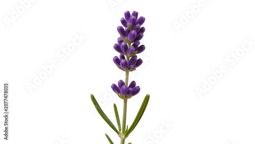 Εκτύπωση καμβά Purple lavender flower sprig with green leaves