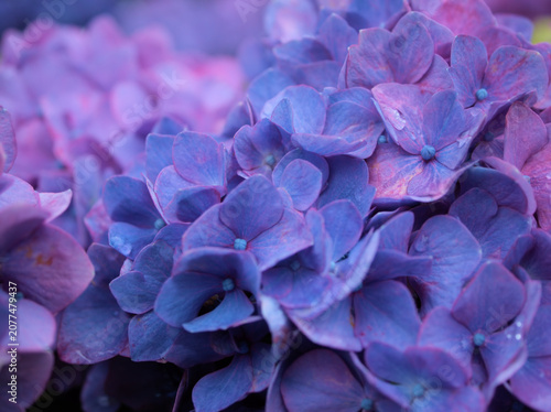 Obraz na plátně 雨上がりの6月に美しく咲いた紫色の紫陽花（アジサイ）
