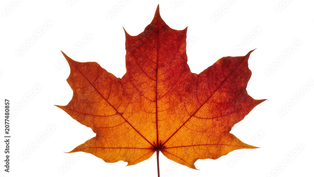 Fototapeta premium Red and orange maple leaf with visible veins