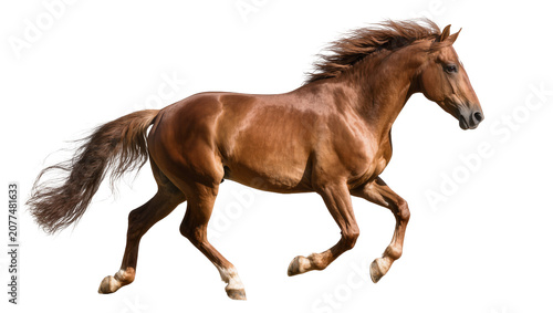 Εκτύπωση καμβά Brown horse galloping with mane flowing