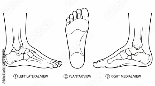 Fotografía Anatomical line drawing of human foot showing left lateral, plantar, and right l