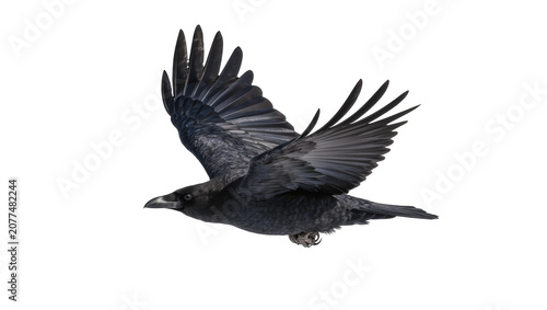Photos Black crow bird in flight with wings spread wide