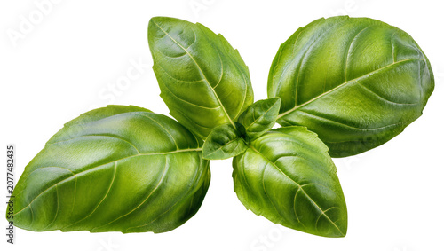 фотографія Fresh green basil leaves with visible veins