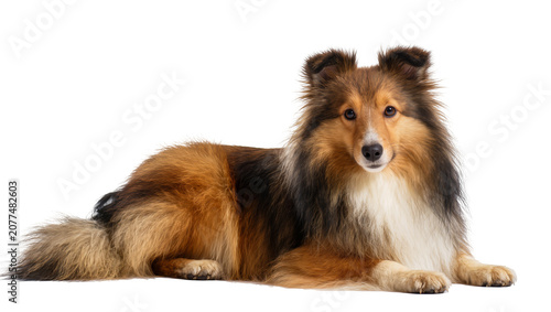 Foto Shetland Sheepdog lying down, looking at camera
