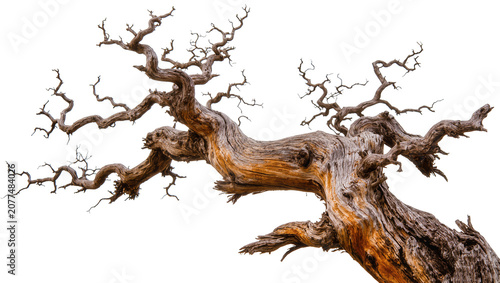 Canvastavla Twisted dead tree trunk with gnarled branches and rough bark