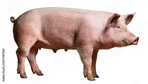 Obraz na płótnie Pink pig standing profile view, farm animal