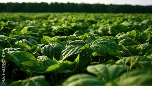 Lush green crop field under soft light