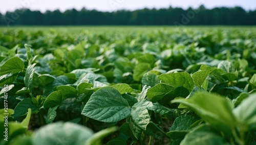 Lush green field of young plants stretches to horizon, soft light