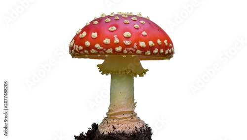 Red Amanita Muscaria mushroom with white spots and soil