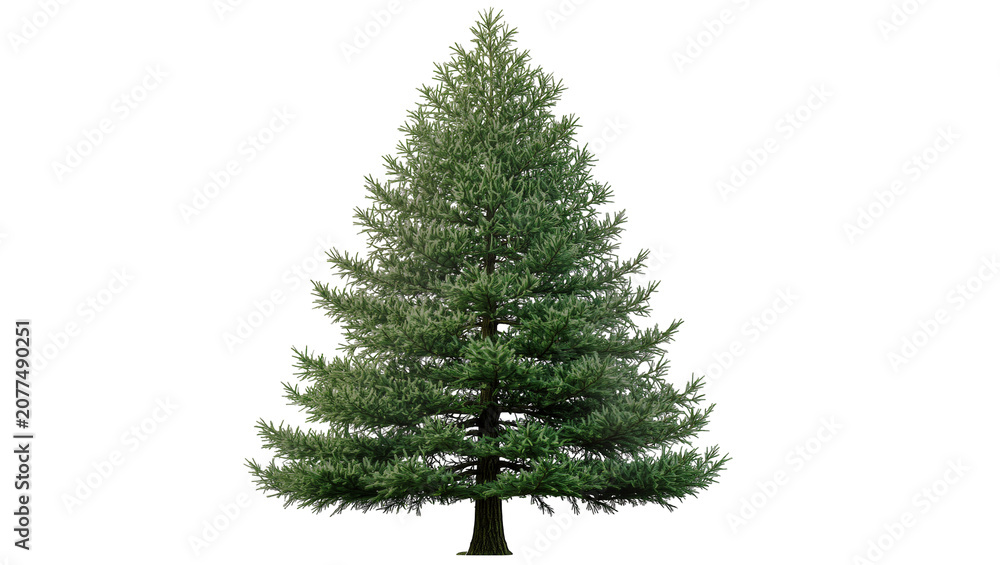 Obraz premium Tall green pine tree with dense branches and dark bark