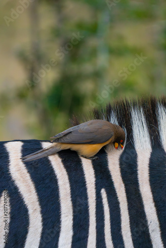 фотографія Closeup of a yellow-billed oxpecker cleaning a zebra's fur, Greater Kruger