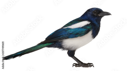 Obraz na płótnie Black and white magpie bird with iridescent blue and green feathers