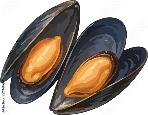 Bilde på lerret Fresh Mussels Illustration Isolated Seafood Ingredient For Cooking Menu And Food