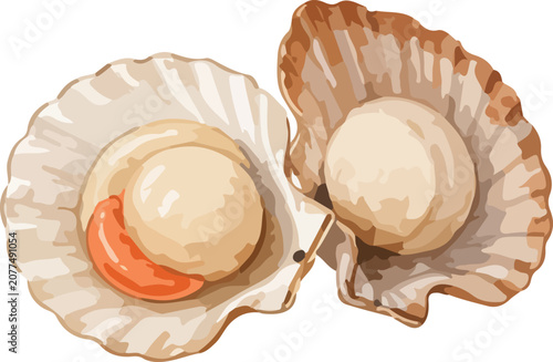Принти на полотні Fresh Scallops Illustration Isolated Seafood Ingredient For Cooking Menu And Foo