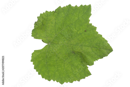 Single large green grapevine leaf isolated on clear transparent png background