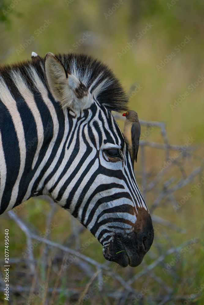 Fototapeta premium A yellow-billed oxpecker sits on the forehead of a plains zebra, Greater Kruger. 