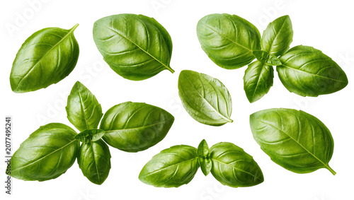 Obraz na płótnie Fresh green basil leaves arranged in a pattern
