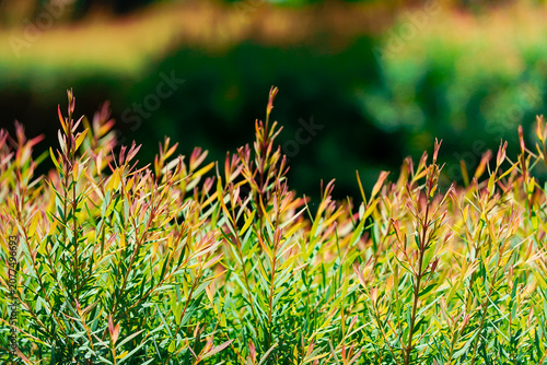 Bilde på lerret Claret Tops Honey Myrtle Tree in Garden.