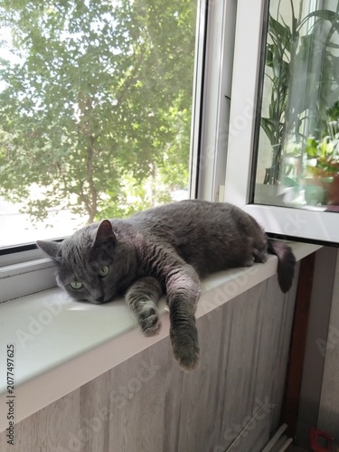 cat on the window