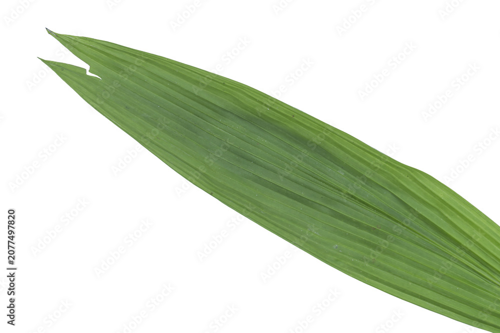 Obraz premium Long green palm leaf on png background with parallel venation for design
