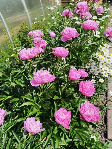 flower, pink, flowers, nature, garden, plant, spring, blossom, summer, flora, beauty, bloom, floral