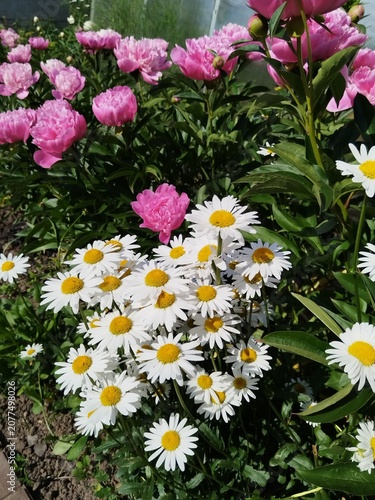 flower, pink, flowers, nature, garden, plant, spring, blossom, summer, flora, beauty, bloom, floral