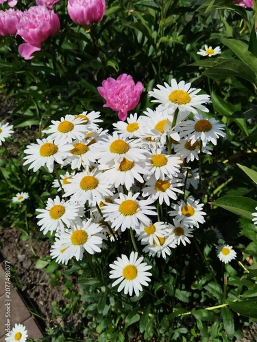 flower, pink, flowers, nature, garden, plant, spring, blossom, summer, flora, beauty, bloom, floral