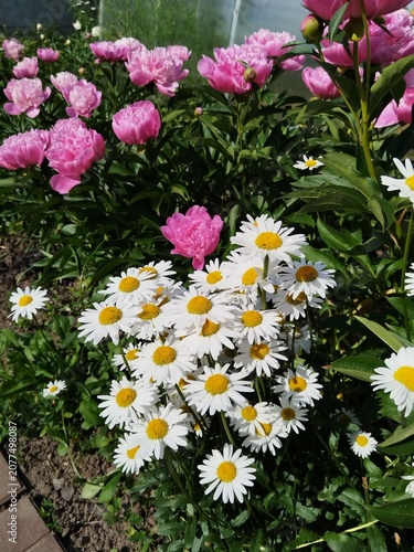 flower, pink, flowers, nature, garden, plant, spring, blossom, summer, flora, beauty, bloom, floral