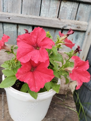 flower, pink, flowers, nature, garden, plant, spring, blossom, summer, flora, beauty, bloom, floral