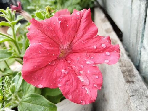 flower, pink, flowers, nature, garden, plant, spring, blossom, summer, flora, beauty, bloom, floral