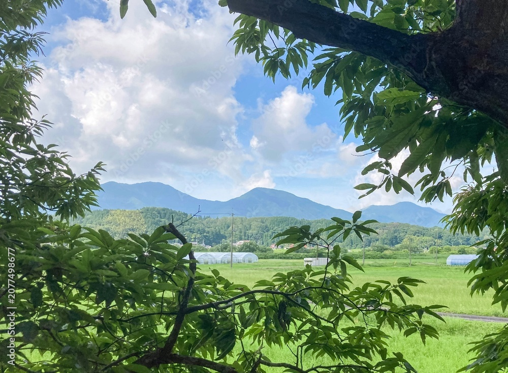 Fototapeta premium 木越しに見る夏の田園風景