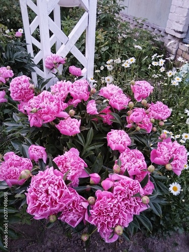 flower, pink, flowers, nature, garden, plant, spring, blossom, summer, flora, beauty, bloom, floral