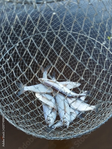 fish, fishing