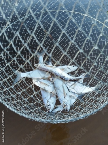 fish, fishing