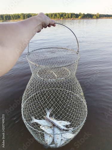 fish, fishing