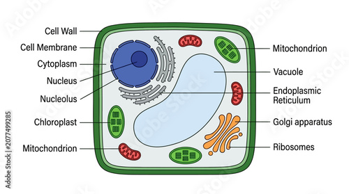 Foto Diagram of a typical plant cell structure with organelles labeled